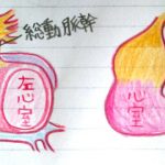 先天性心疾患と心臓の発生 心臓の基本形は妊娠2ヶ月までに作られる!